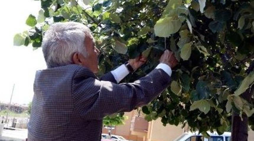 Başkan G&uuml;naydın'dan "ıhlamur Toplayın" &Ccedil;ağrısı