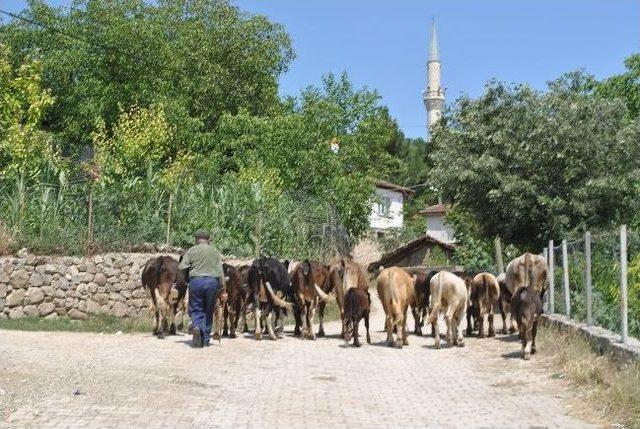 Tarlaya Giren İnekler Yüzünden Kavga: 2 Ölü, 1 Yaralı