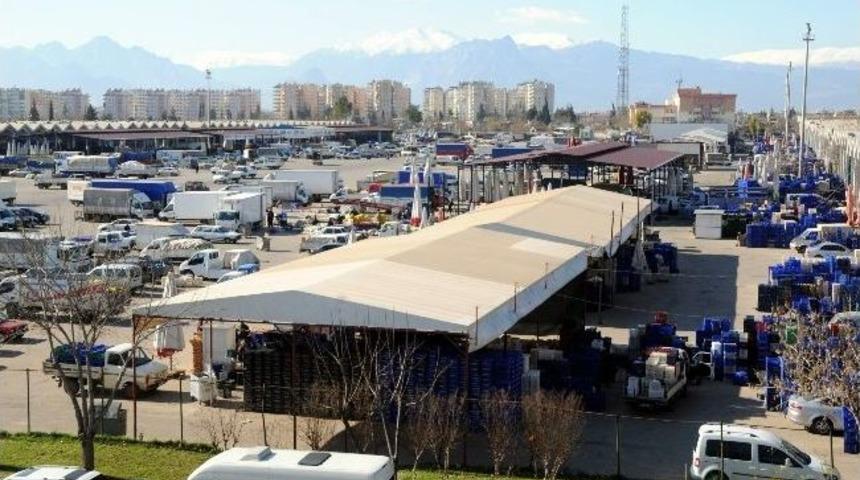 15 G&uuml;n İ&ccedil;inde Domates Fiyatları Normale D&ouml;necek