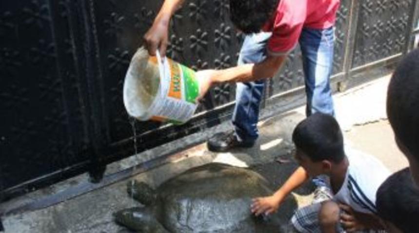 Yolunu Şaşıran 40 Kiloluk Kaplumbağa &Ccedil;ocukların Neşe Kaynağı Oldu