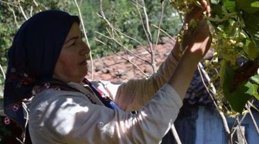 Ilhamur &Ccedil;i&ccedil;ekleri Toplanmaya Başladı