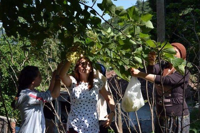 Ilhamur Çiçekleri Toplanmaya Başladı