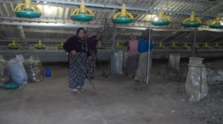 Tavuk çiftliklerini Kadın İşçiler Temizliyor