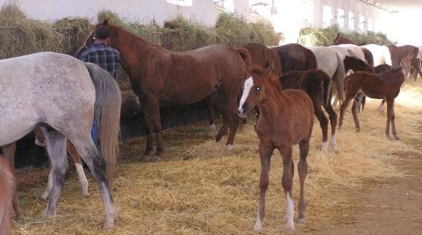 Koşu Atlarının Satışı 2 Temmuz&rsquo;da Yapılacak