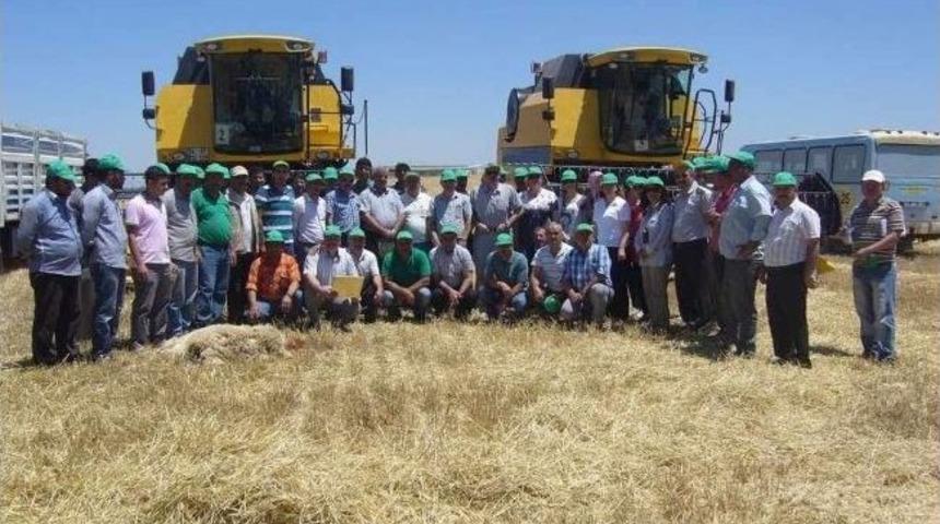 Sultansuyu&rsquo;nda Hububat Hasadı Başladı