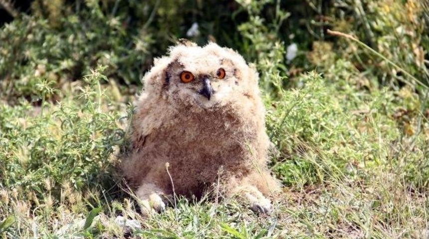 Yaralı Puhu&rsquo;ya Lokman Hekim Şefkati