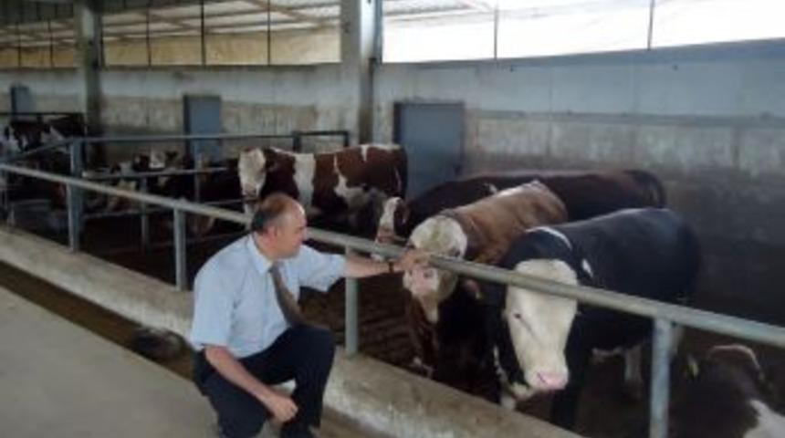 Trakya'ya Kurbanlık Sevki I&ccedil;in Izin Alınacak