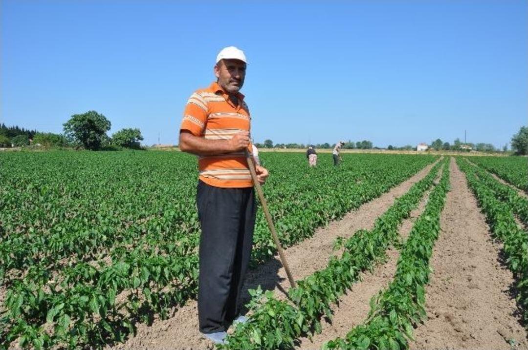 Domates Ve Biber &Uuml;reticisi G&uuml;n Sayıyor