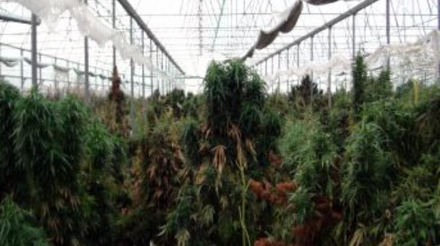 Serada Bin 850 Kilogram Esrar, 15 Bin K&ouml;k Kenevir Ele Ge&ccedil;irildi