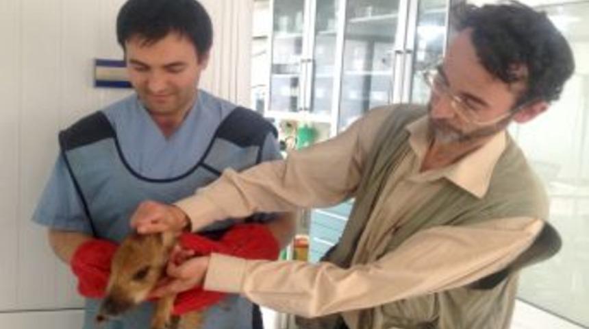 Yaralı Domuzu Veterinere Yetiştirdi