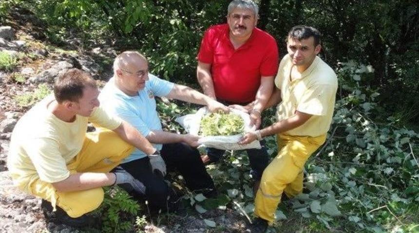 Yenice’de Ihlamur Çiçeği Hasat Planı Yapıldı