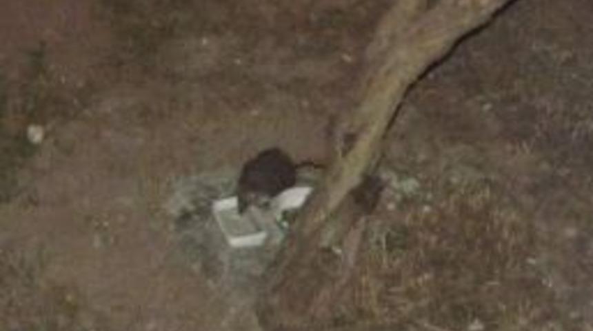 Bu Da Apartmanın Kirpisi