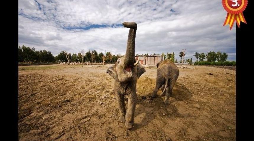 Doğal Yaşam Parkı Temalı Fotoğraf Yarışması