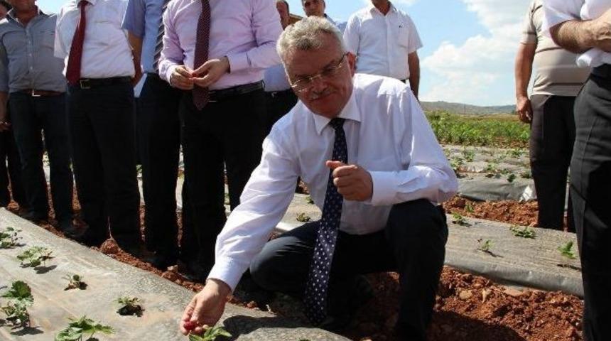 &Ccedil;ankırı&rsquo;da &Ccedil;ilek Bah&ccedil;eleri Kuruldu