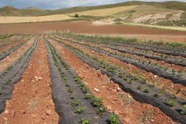 Çankırı’da Çilek Bahçeleri Kuruldu