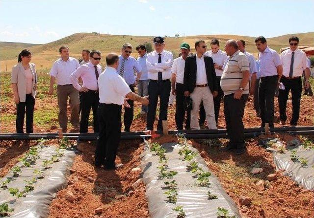 Çankırı’da Çilek Bahçeleri Kuruldu