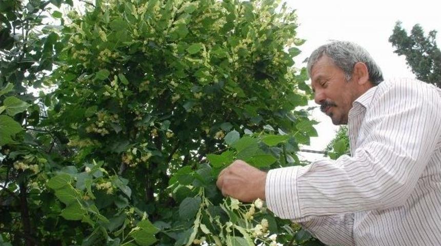 Ihlamur Hasadı Başladı