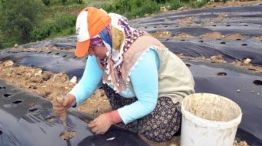 '&Ccedil;ilek Tutan Kınalı Eller Projesi' Devam Ediyor