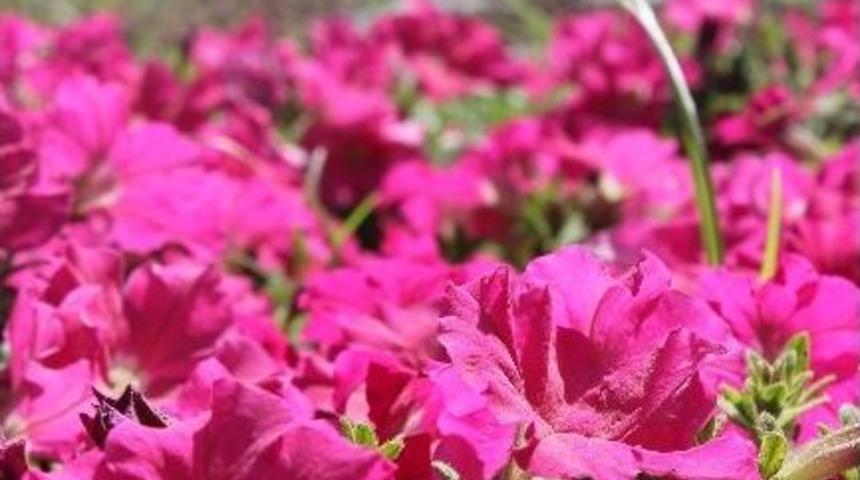 Gitti Godetya, Geldi Petunya