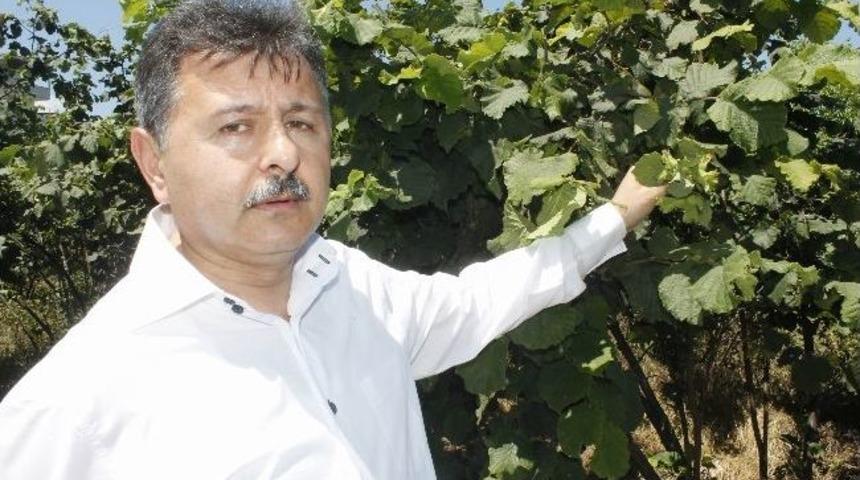 Ziraat Odası Başkanı'ndan &ldquo;fındık İş&ccedil;isi&rdquo; A&ccedil;ıklaması