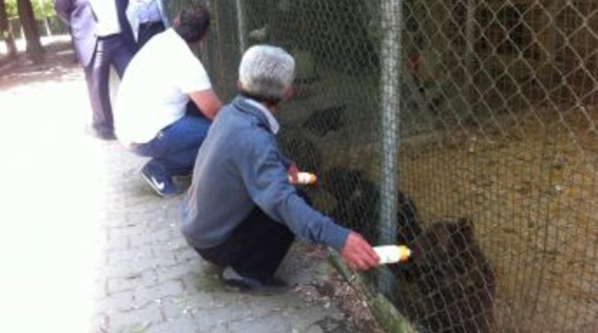 Ormanda Bulunan 3 Yavru Ayı, Bursa'daki Koruma Merkezine Nakledildi