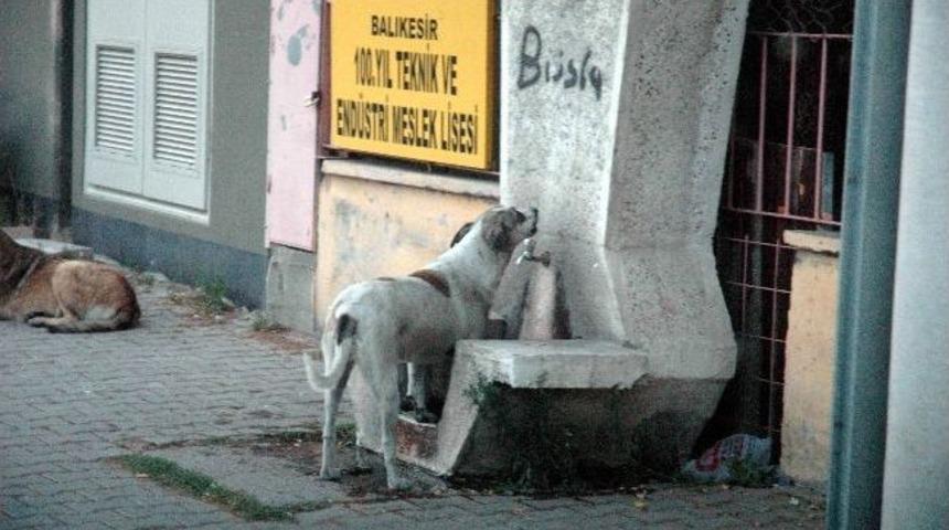Sıcak Havalar Hayvanları Da Bunaltıyor