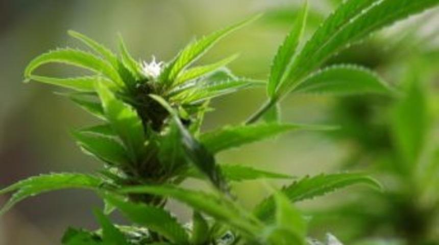 Kağızman'da 96 k&ouml;k hintkeneviri yakalandı