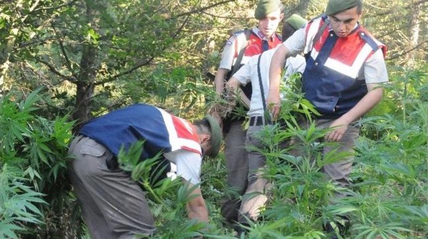 Kocaeli'de Hint Keneviri Operasyonu