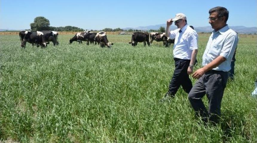 Bergama Mera Islah Projesi Kapsamına Alındı
