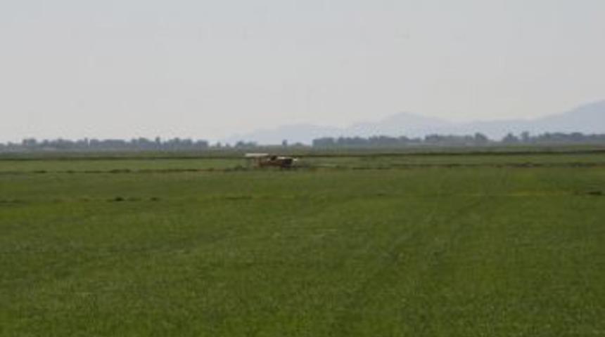 İpsala&rsquo;da &Ccedil;eltik Ila&ccedil;lama U&ccedil;akları Tarlada M&uuml;h&uuml;rlendi