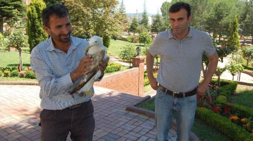 Kastamonulu Çiftçi Tarlasında Bulduğu Yaralı Martıya Sahip Çıktı