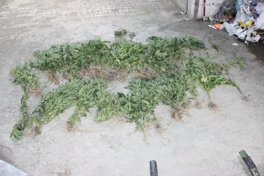 Kağızman&rsquo;da 90 K&ouml;k Hint Keneviri Ele Ge&ccedil;irildi