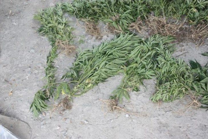 Kağızman’da 90 Kök Hint Keneviri Ele Geçirildi G1