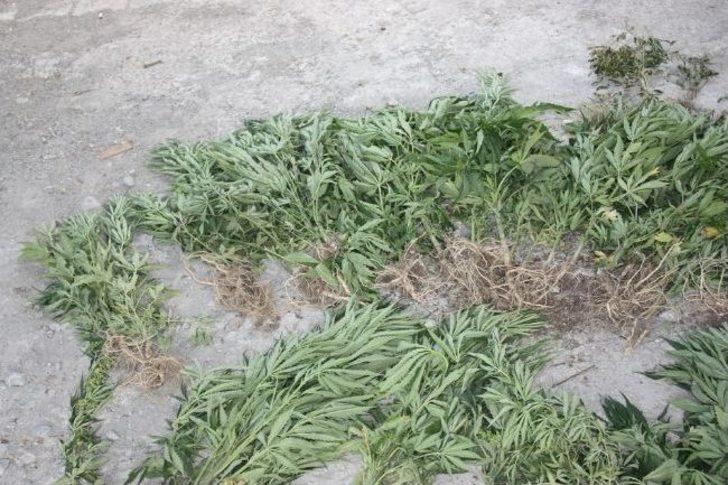 Kağızman’da 90 Kök Hint Keneviri Ele Geçirildi G2