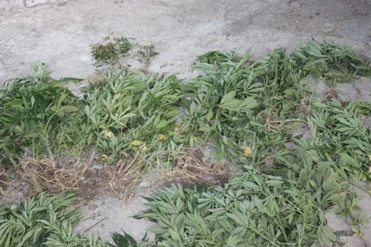 Kağızman’da 90 Kök Hint Keneviri Ele Geçirildi G3