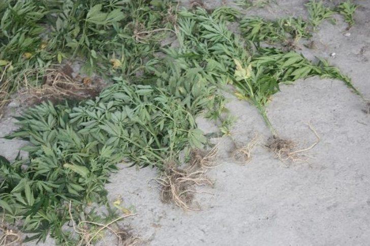 Kağızman’da 90 Kök Hint Keneviri Ele Geçirildi G4