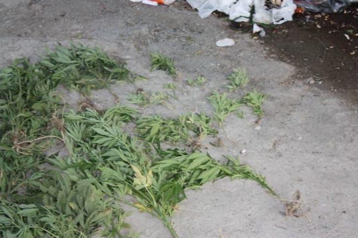 Kağızman’da 90 Kök Hint Keneviri Ele Geçirildi G5