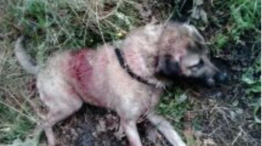 Kangal K&ouml;peği T&uuml;fekle &Ouml;ld&uuml;r&uuml;ld&uuml;