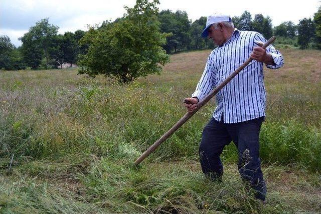 Ordu’nun Yaylalarında Ot Biçme Sezonu Başladı