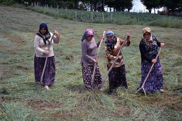 Ordu’nun Yaylalarında Ot Biçme Sezonu Başladı