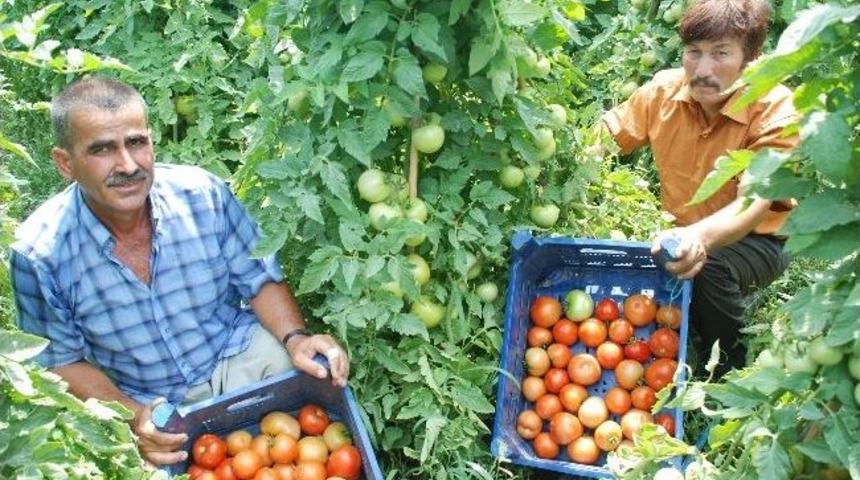 5-7 Tl Aralığında Satılan Domatesin Fiyatı D&uuml;şecek