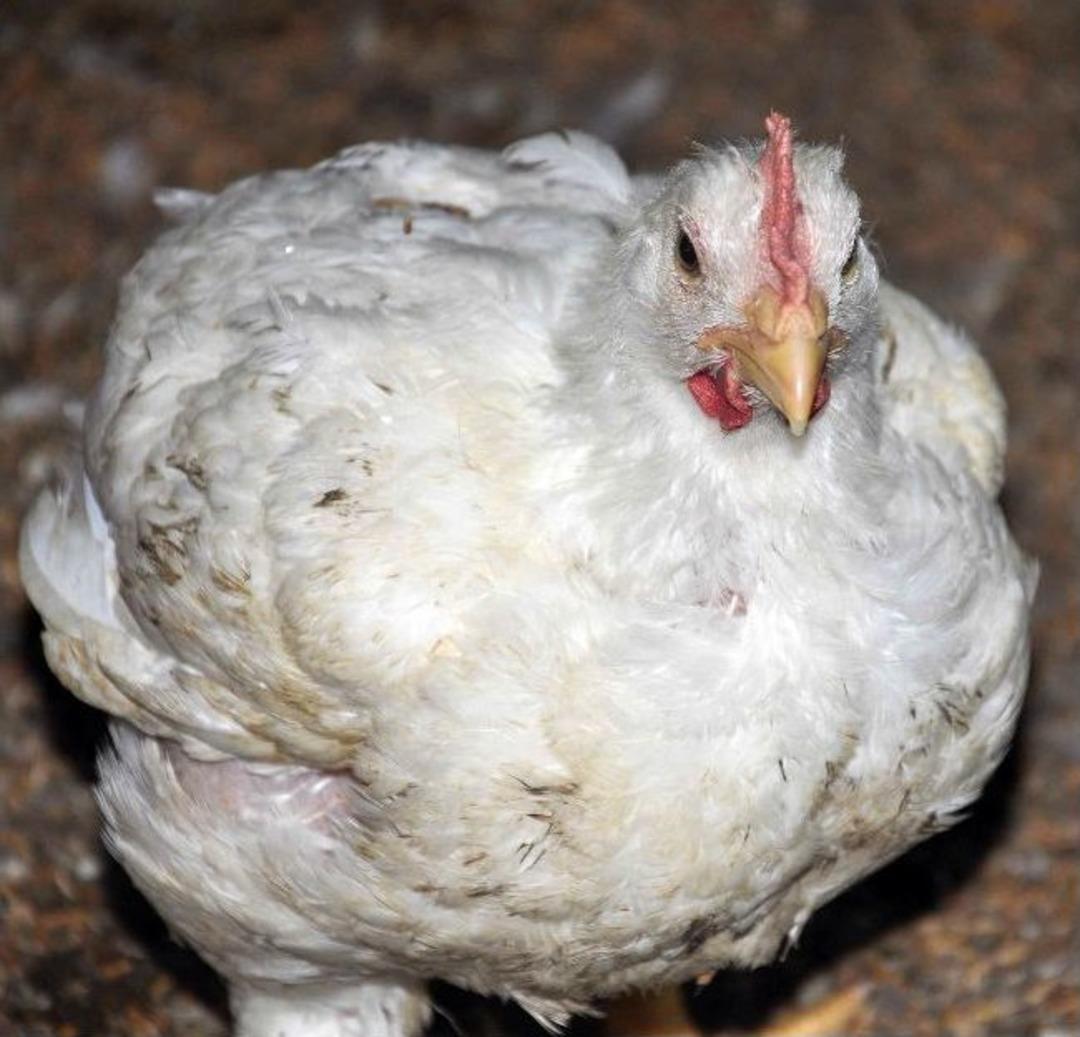 (&ouml;zel Haber) Bu Tavuklar Klimayla Serinliyor