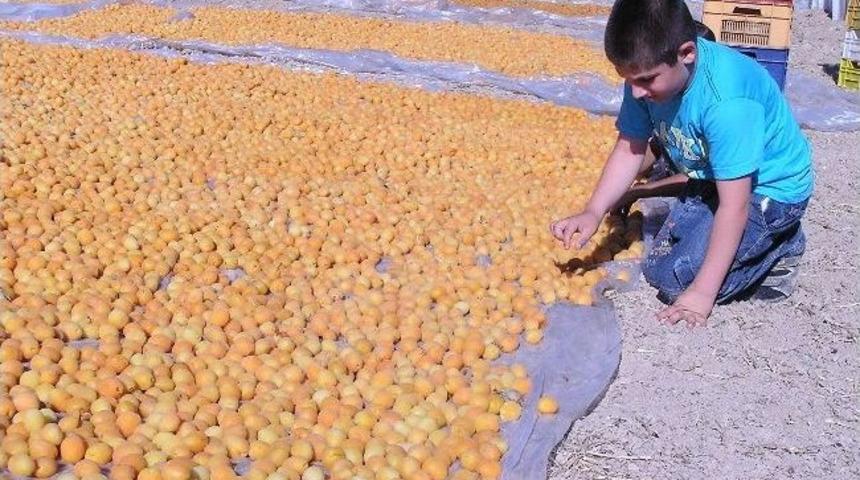 Malatya&rsquo;da Kayısı Hasadı Başladı