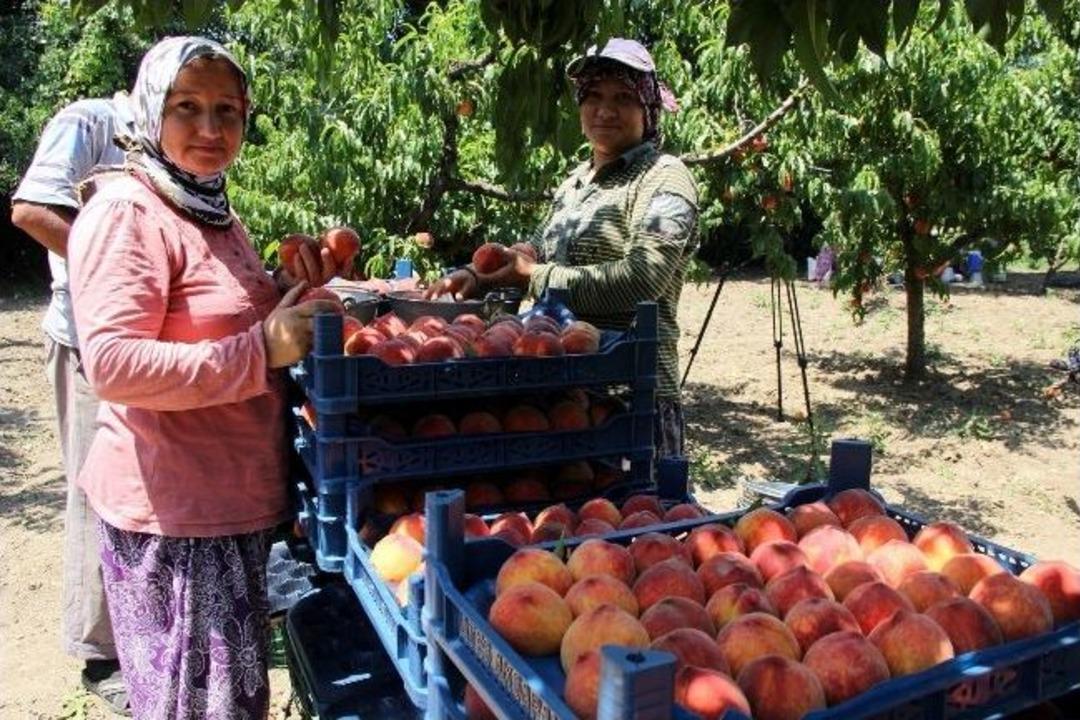 (&ouml;zel Haber) Şeftalide 'dertli' Hasat