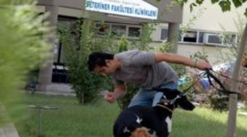 Ad&uuml; Veteriner Fak&uuml;ltesi &Ouml;ğrencisinin T&uuml;bitak Başarısı