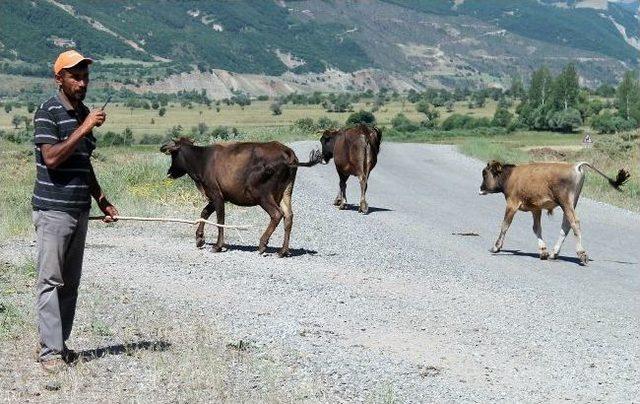 (özel Haber) Telsizli Çobanlar İş Başında