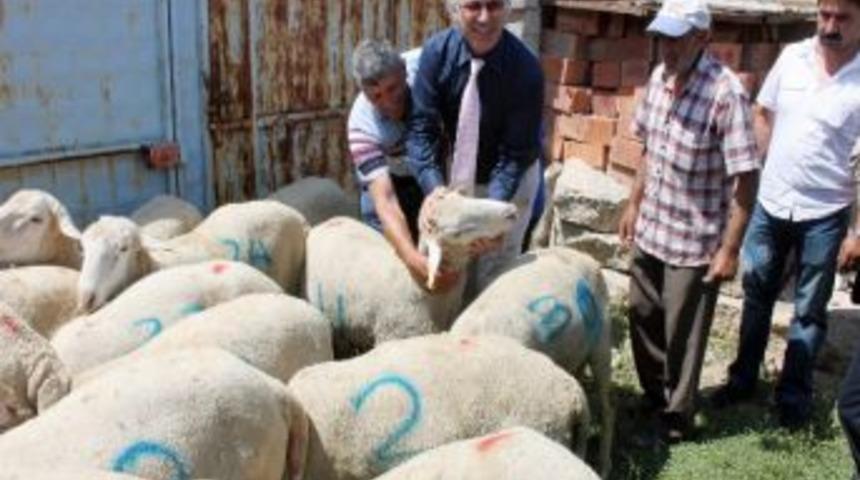 Alpu'da 18 Yetiştiriciye Erkek Toklu Dağıtımı