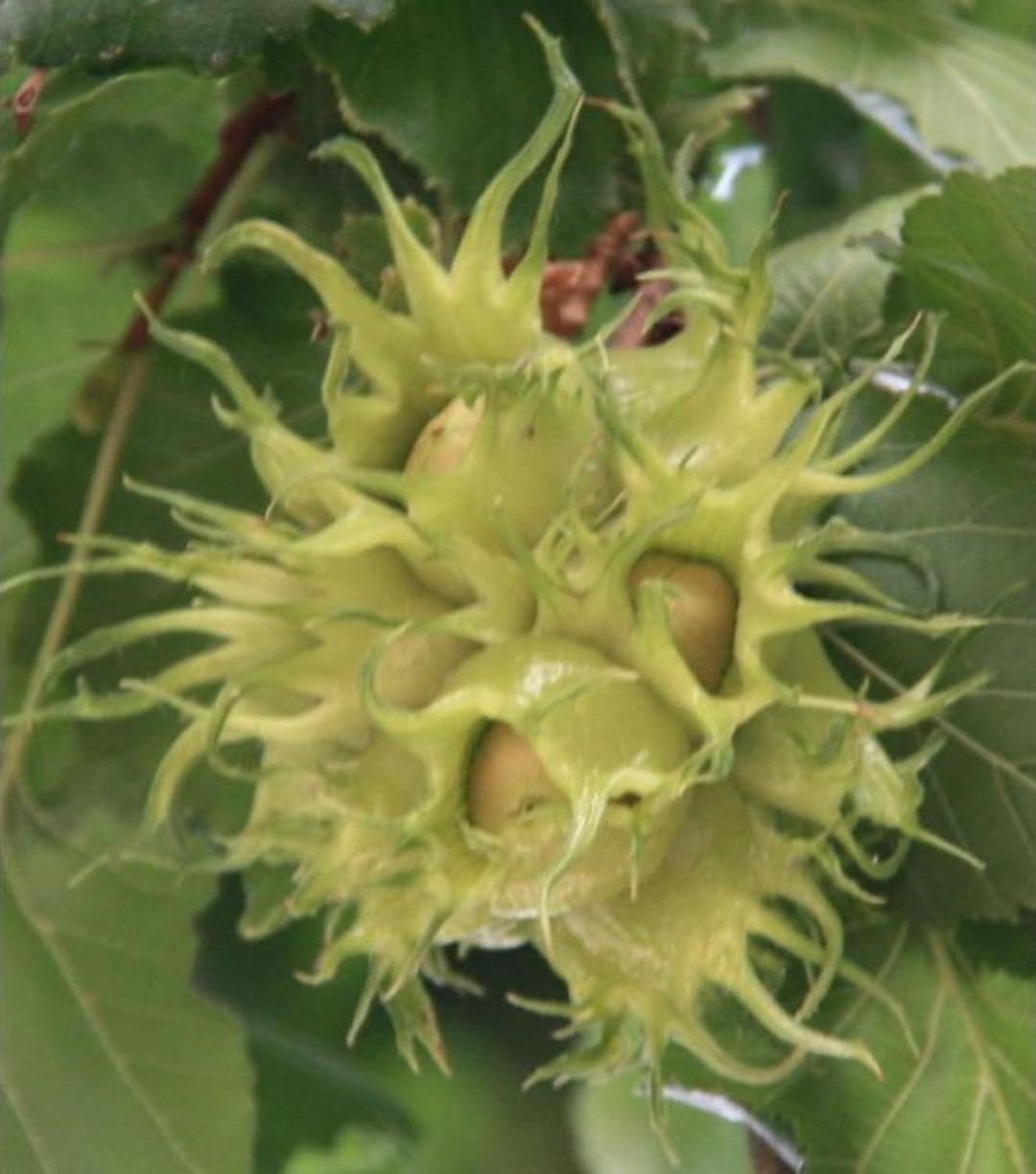 20 Metrelik Fındık Ağacı "ana&ccedil;" Olarak Kullanılıyor