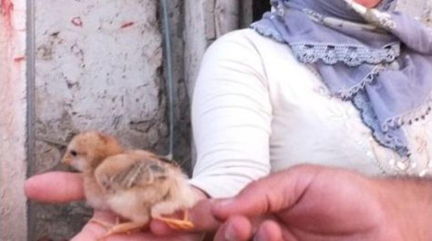 D&ouml;rt Ayaklı Civciv G&ouml;renleri Hayrete D&uuml;ş&uuml;r&uuml;yor