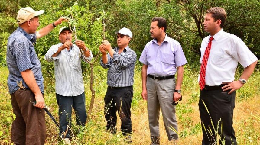 Ihlara Vadisi&rsquo;nde Antep Fıstığı Aşılaması Başlatıldı